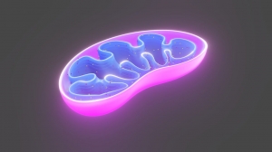 The Role of Mitochondrial Supplements in Addressing Mitochondrial Dysfunction